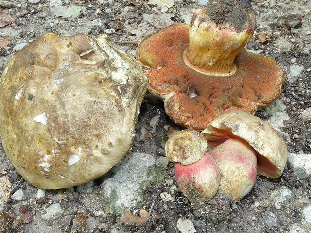 Boletus Satanas